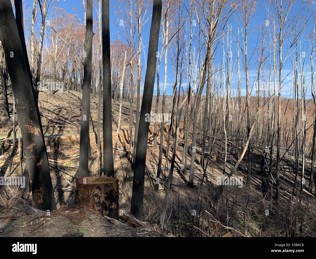 Along Alpine Way, Kosciusko Region NSW, just after the 2019 bushfires Stock Photo