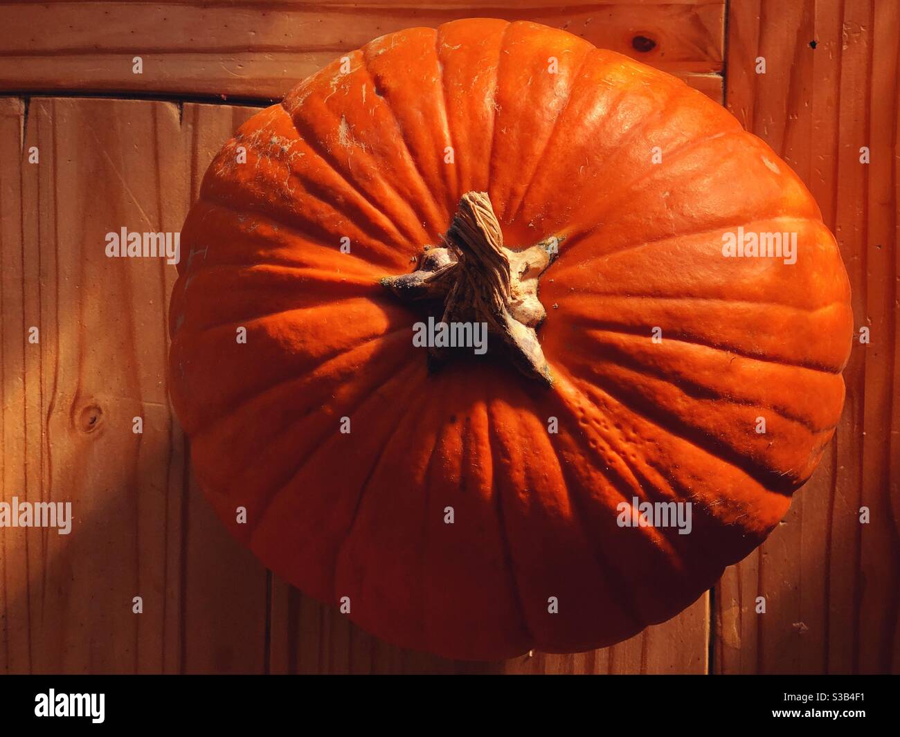 Pumpkin on wooden table in sunlight Stock Photo