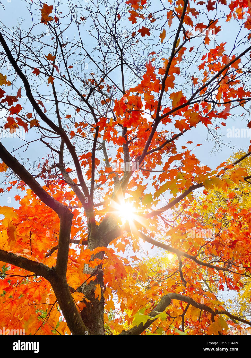 Sun beam through tree in autumn - Smartphone Captured Stock Image