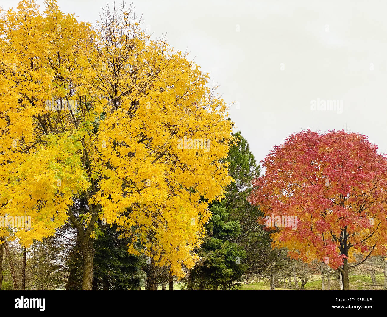 Trees in the fall Stock Photo