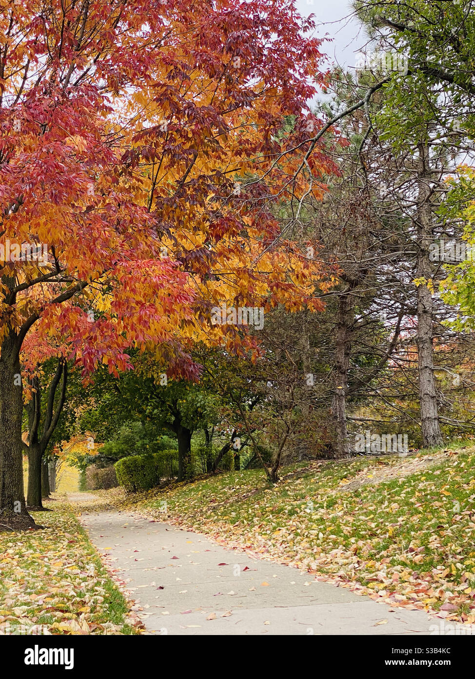 Sidewalk surrounded by colorful autumn leaves - Smartphone Captured Stock Image