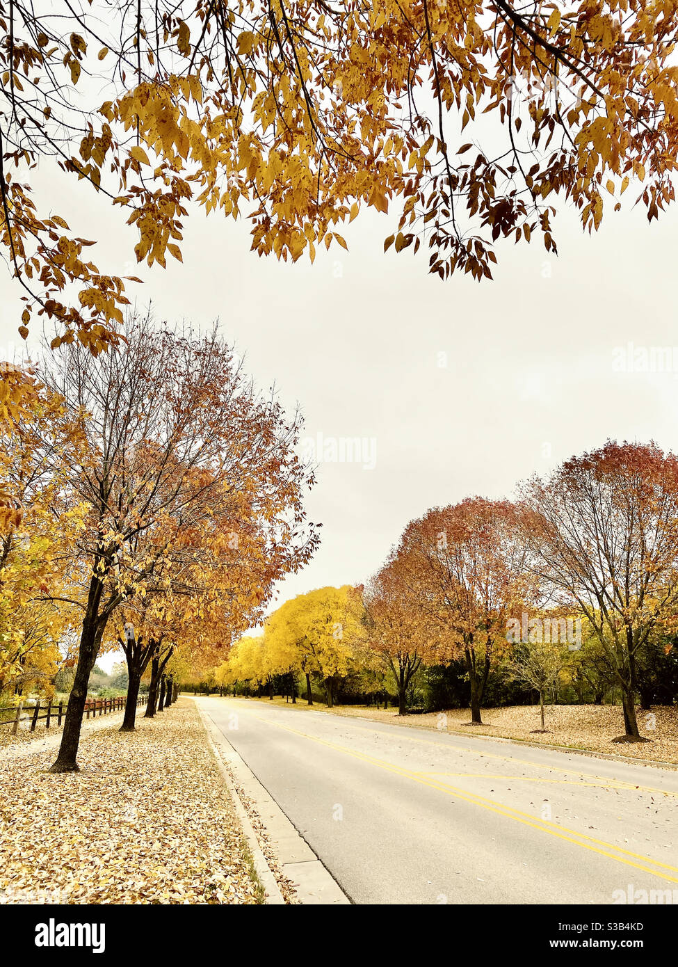 Street surrounded by autumnal trees and leaves - Smartphone Captured Stock Image