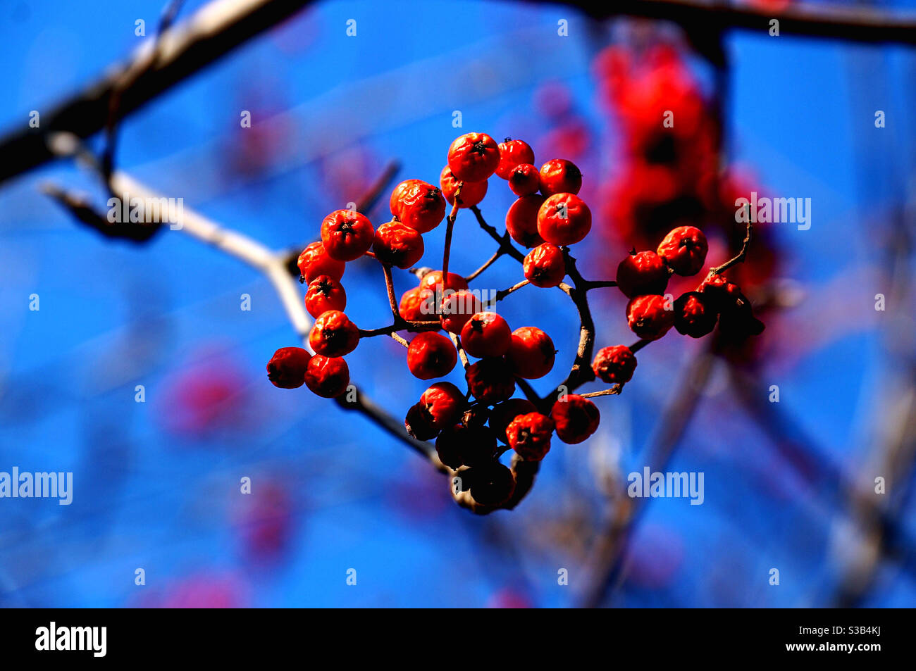 Brush of rowan berries in sunlight against blue sky background - Smartphone Captured Stock Image