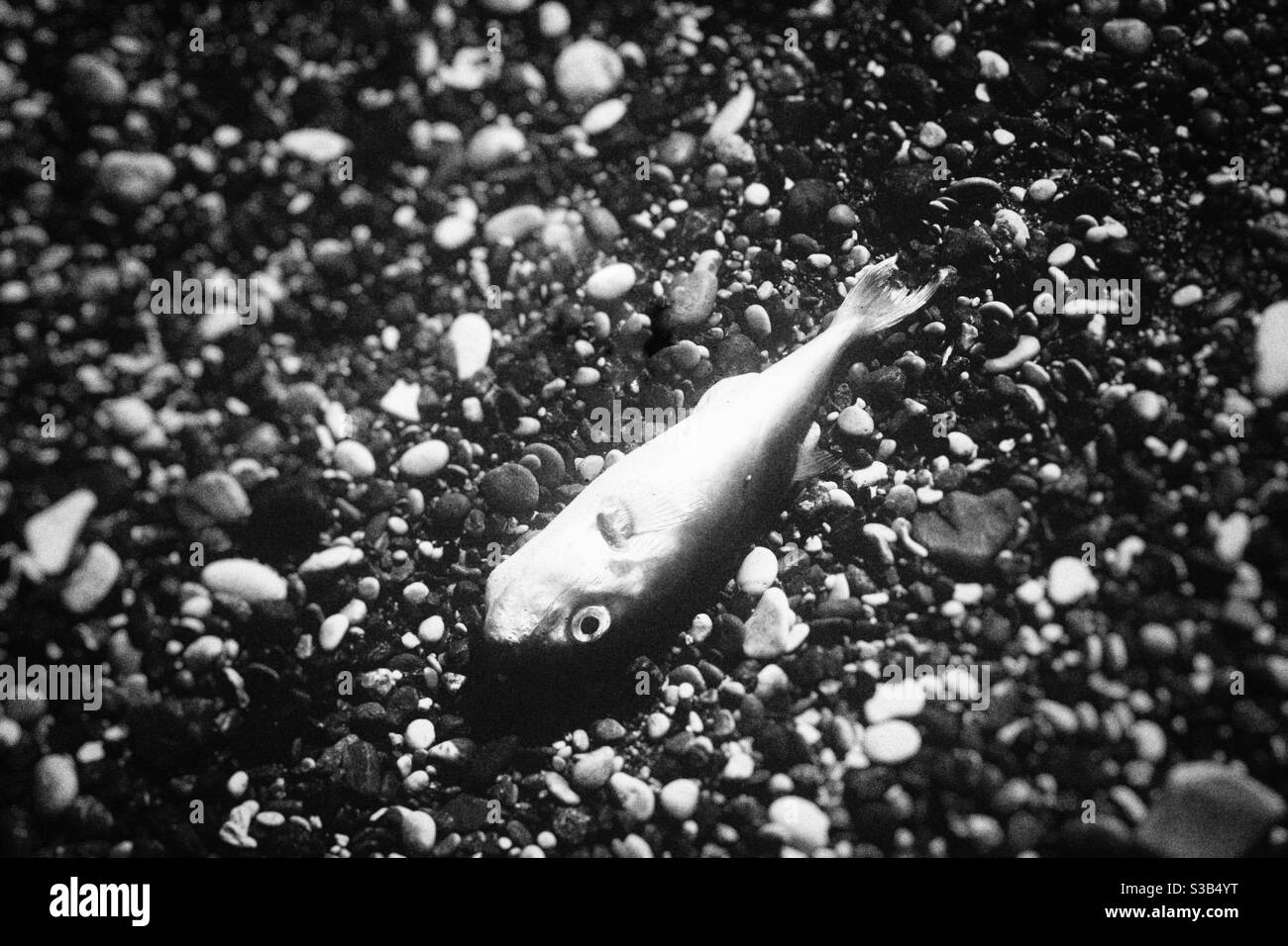 Dead fish found on the shore - Smartphone Captured Stock Image