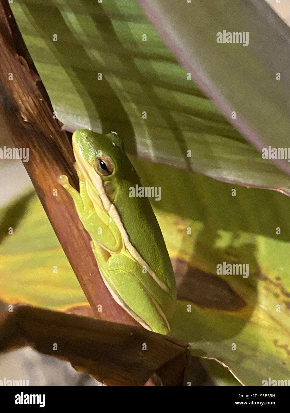 Tiny frog on a plant Stock Photo