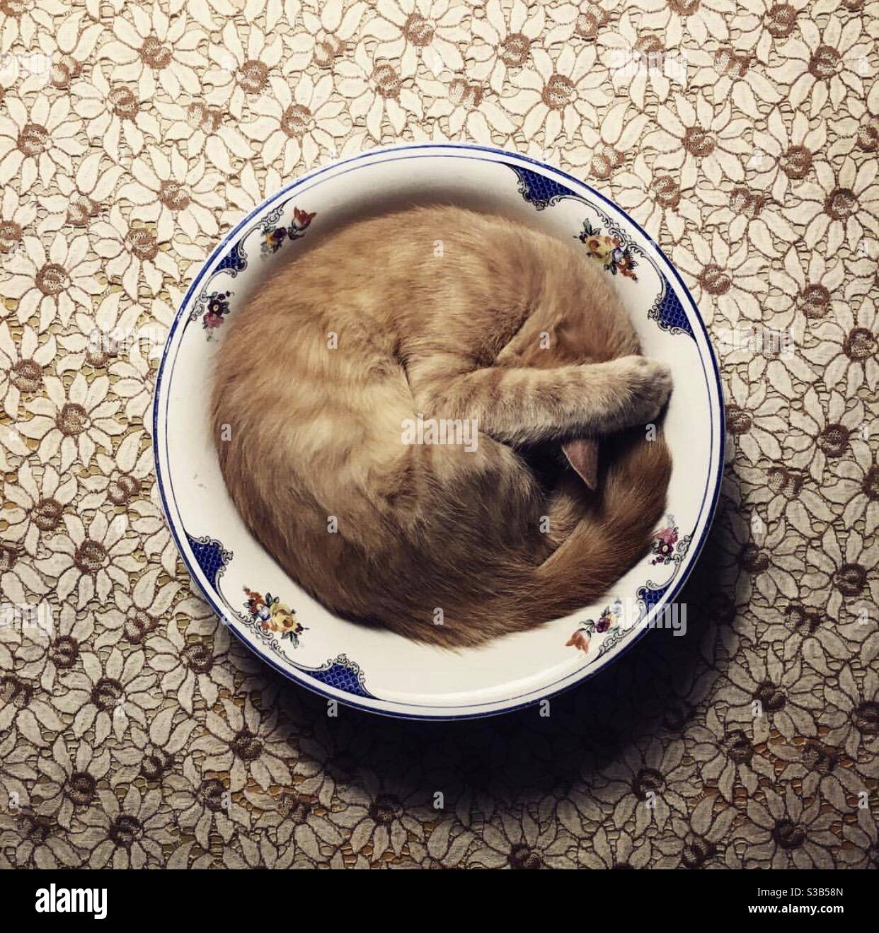 A cat is seen sleeping into a ceramic bowl Stock Photo Alamy