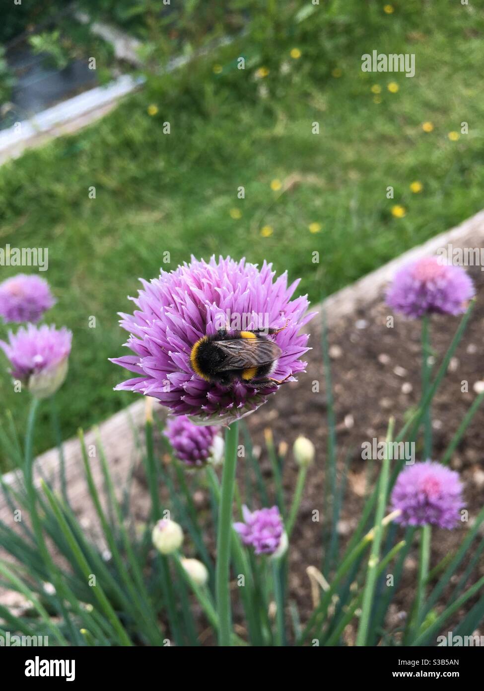 Bee Chive Flower High Resolution Stock Photography and Images - Alamy