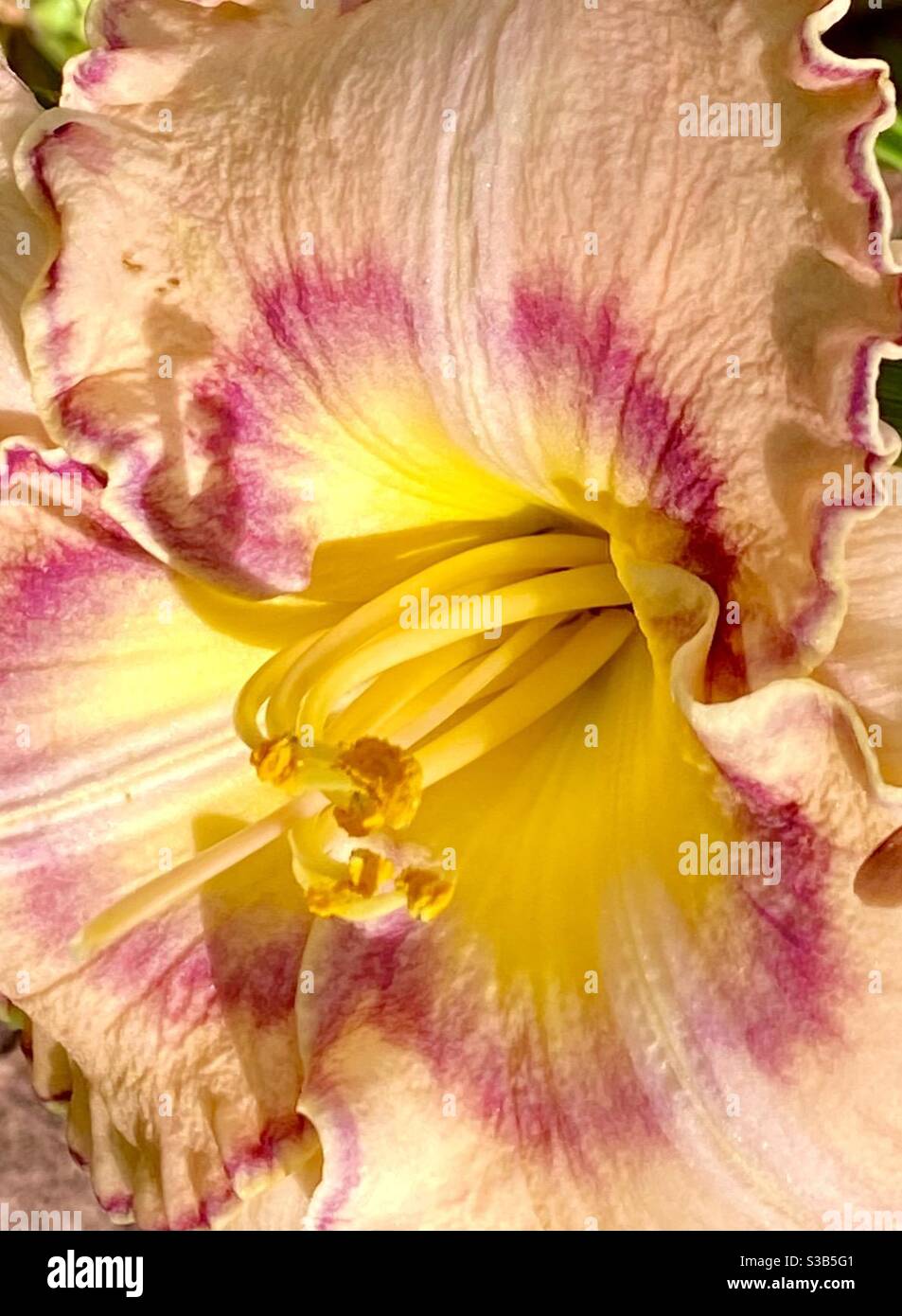 Close up of a Orange Day Lily Stock Photo