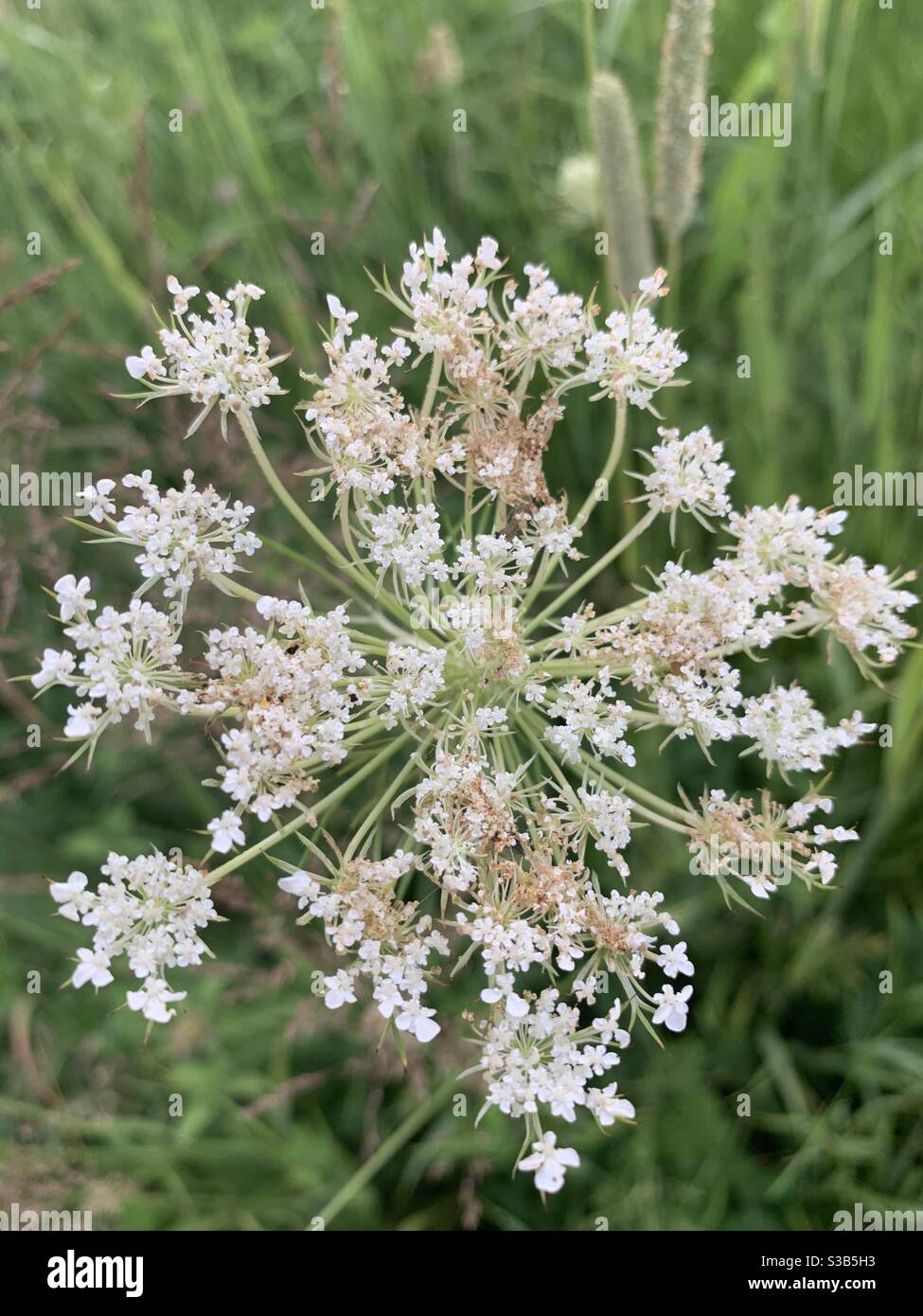 Queen Anne’s Lace Stock Photo Alamy
