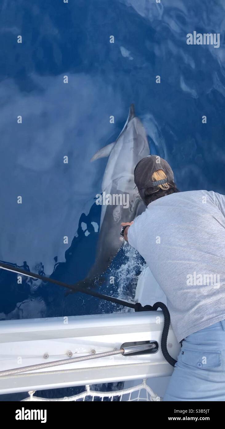 Man on a boat playing with a wild dolphin in blue waters. Stock Photo