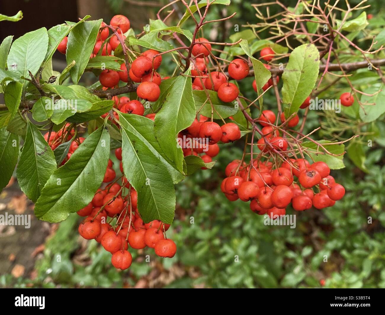 Abundance of red berries on a tree in autumn Stock Photo
