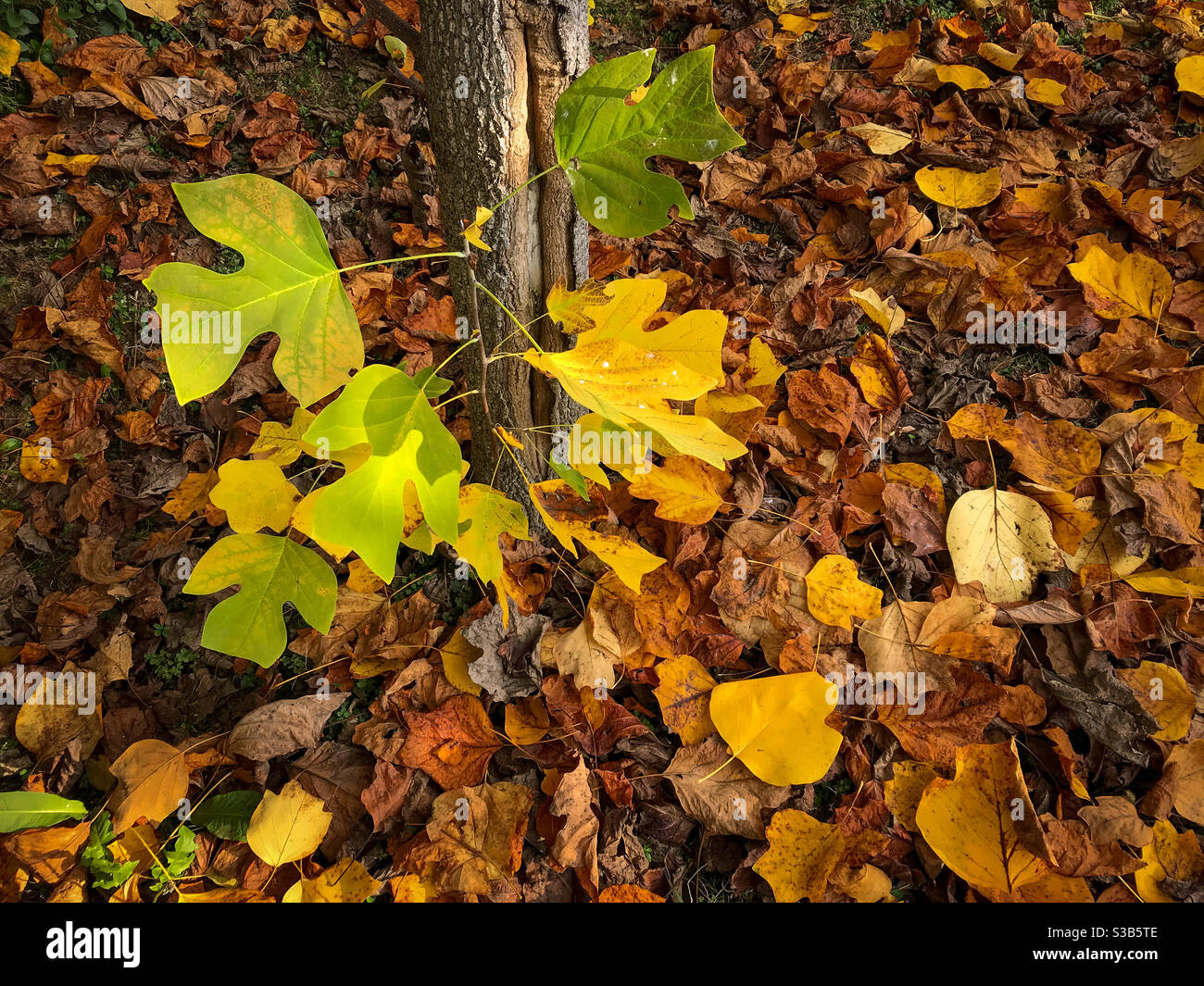 carpet si dry fallen leaves in autumn under tulip tree trunk with branches with green and yellow leaves Stock Photo