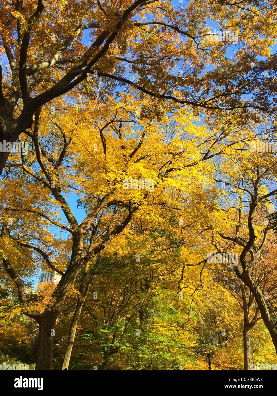 The trees  in Central Park are a brilliant yellow during the autumn season, NYC, USA - Smartphone Captured Stock Image
