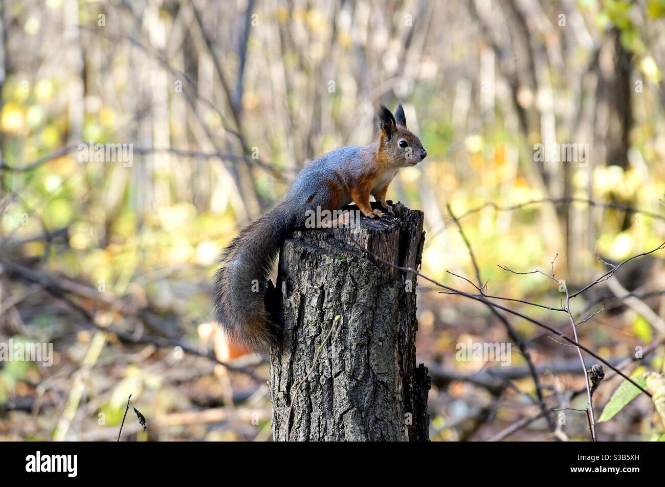 A gray squirrel sits on a tree stump on an autumn day - Smartphone Captured Stock Image