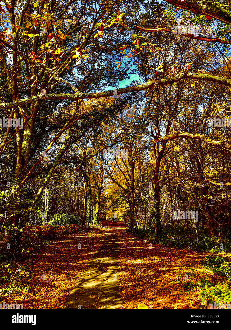 Woodland trail hi-res stock photography and images - Alamy