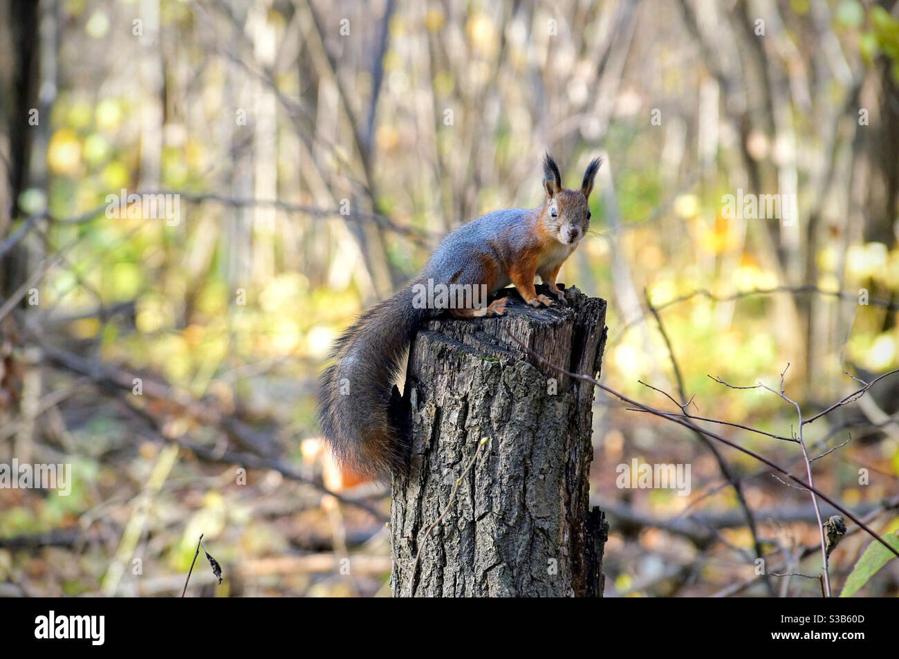 Gray squirrel sits on a tree stump and looks at the camera - Smartphone Captured Stock Image