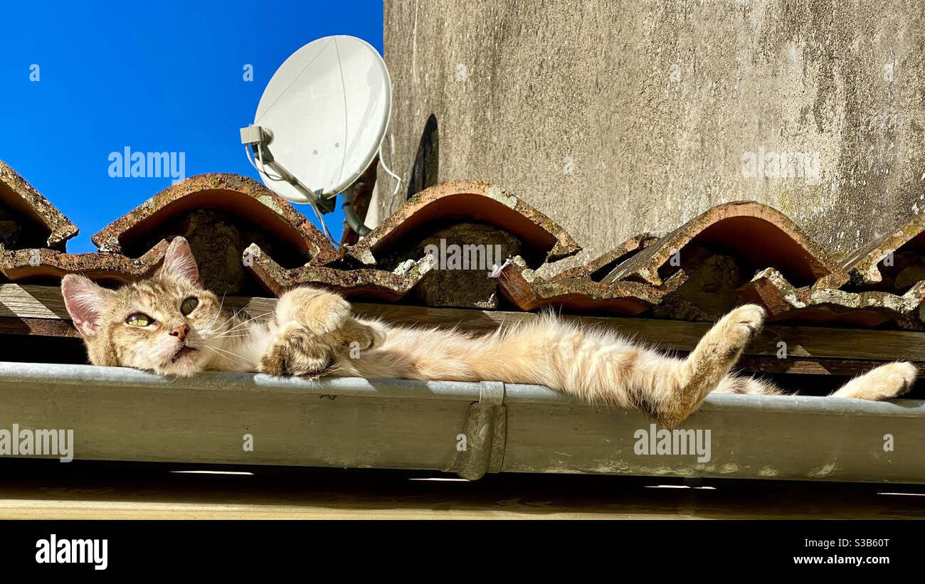 Sunbathing cat in roof gutter - Smartphone Captured Stock Image