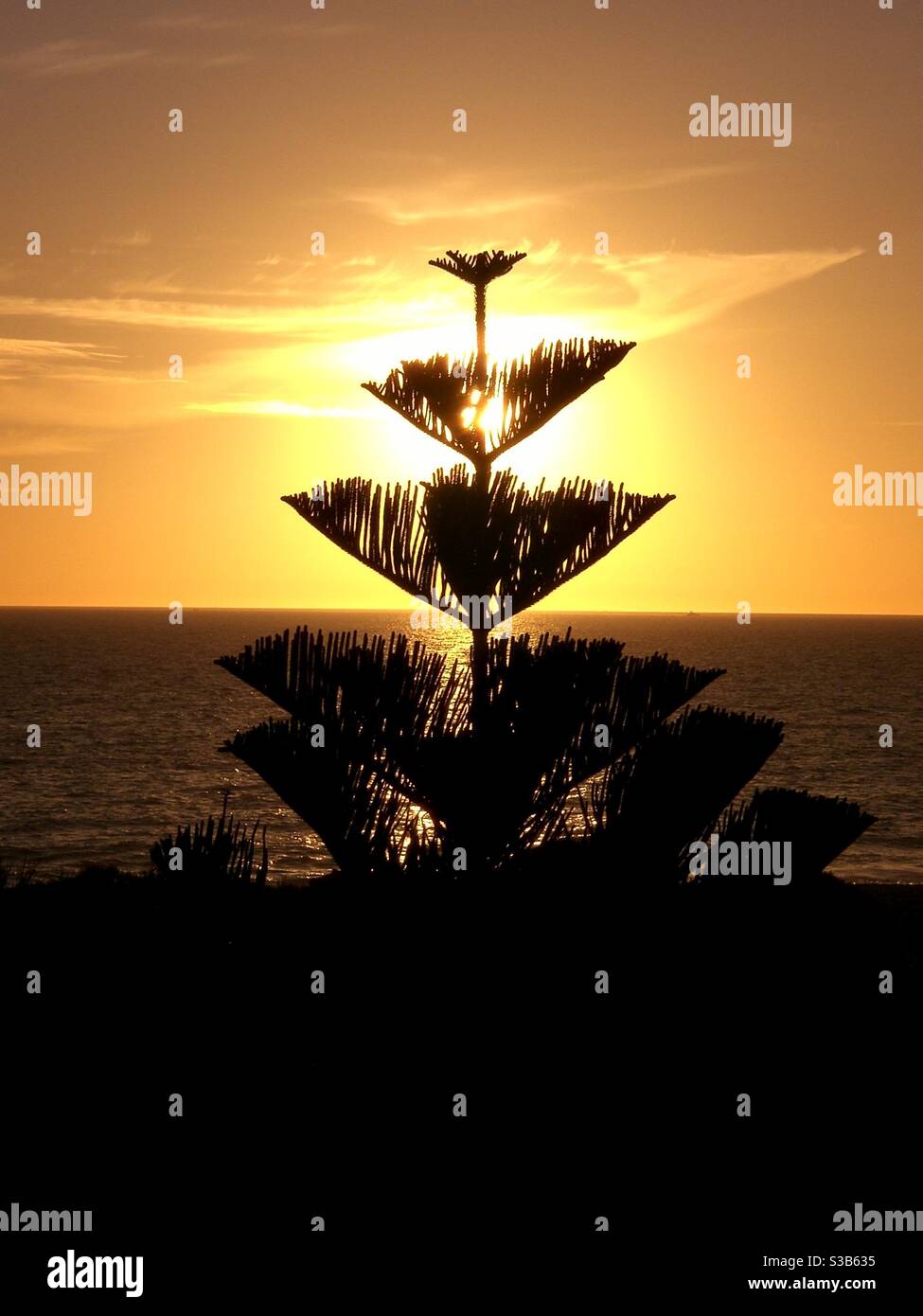 Norfolk pine tree hires stock photography and images Alamy