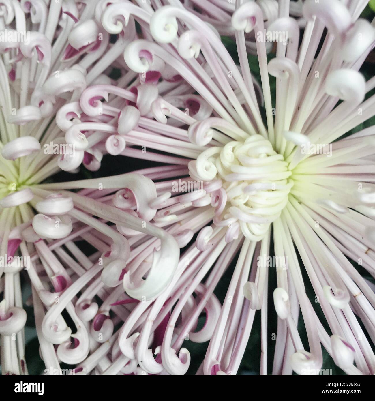 Spider chrysanthemums Stock Photo