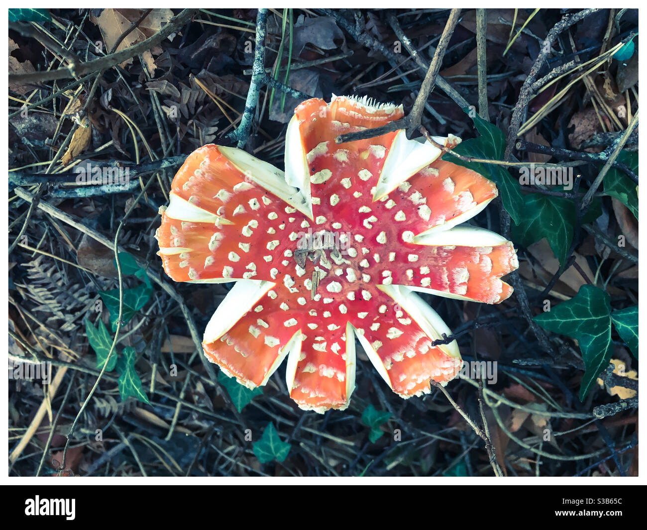 Fly agaric toadstool (Amanita muscaria mushroom) - Smartphone Captured Stock Image