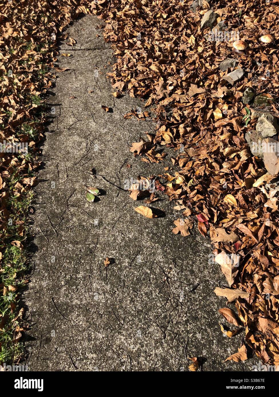 Dry leaves on sidewalk Stock Photo