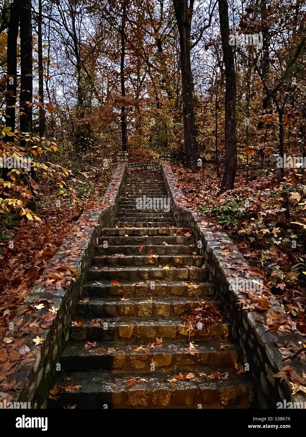 A stone staircase rises through dark woods in the fall with colorful leaves on the ground. Stock Photo
