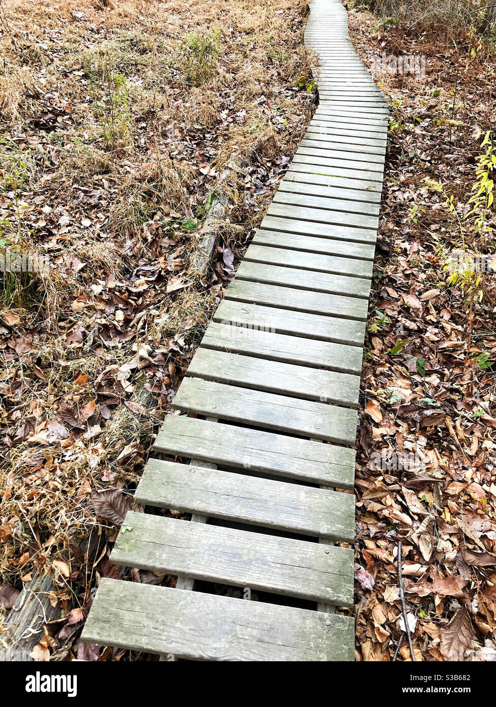 Wooden walkway through a nature preserve Stock Photo