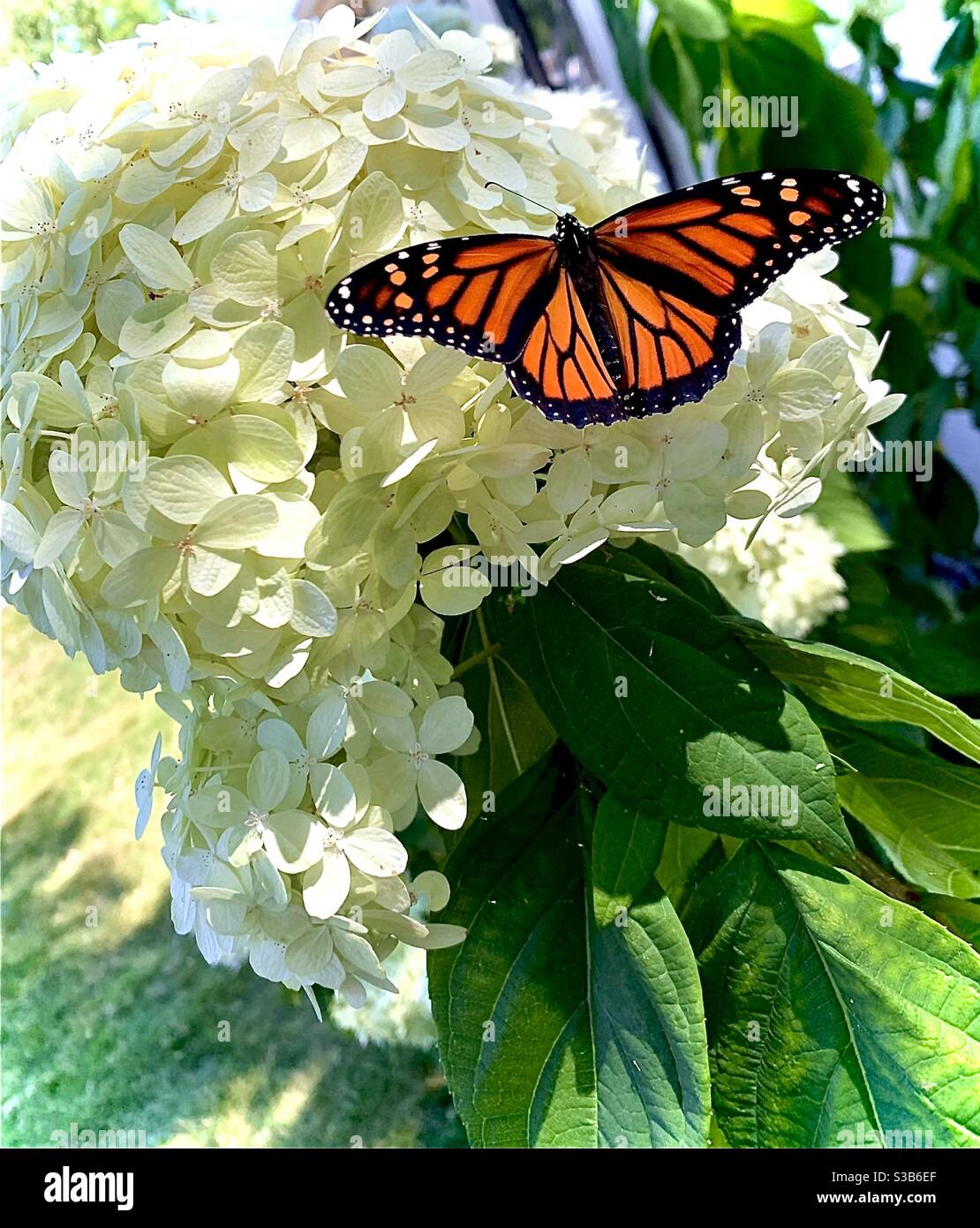 Monarch butterfly on moonlight hydrangea Stock Photo Alamy