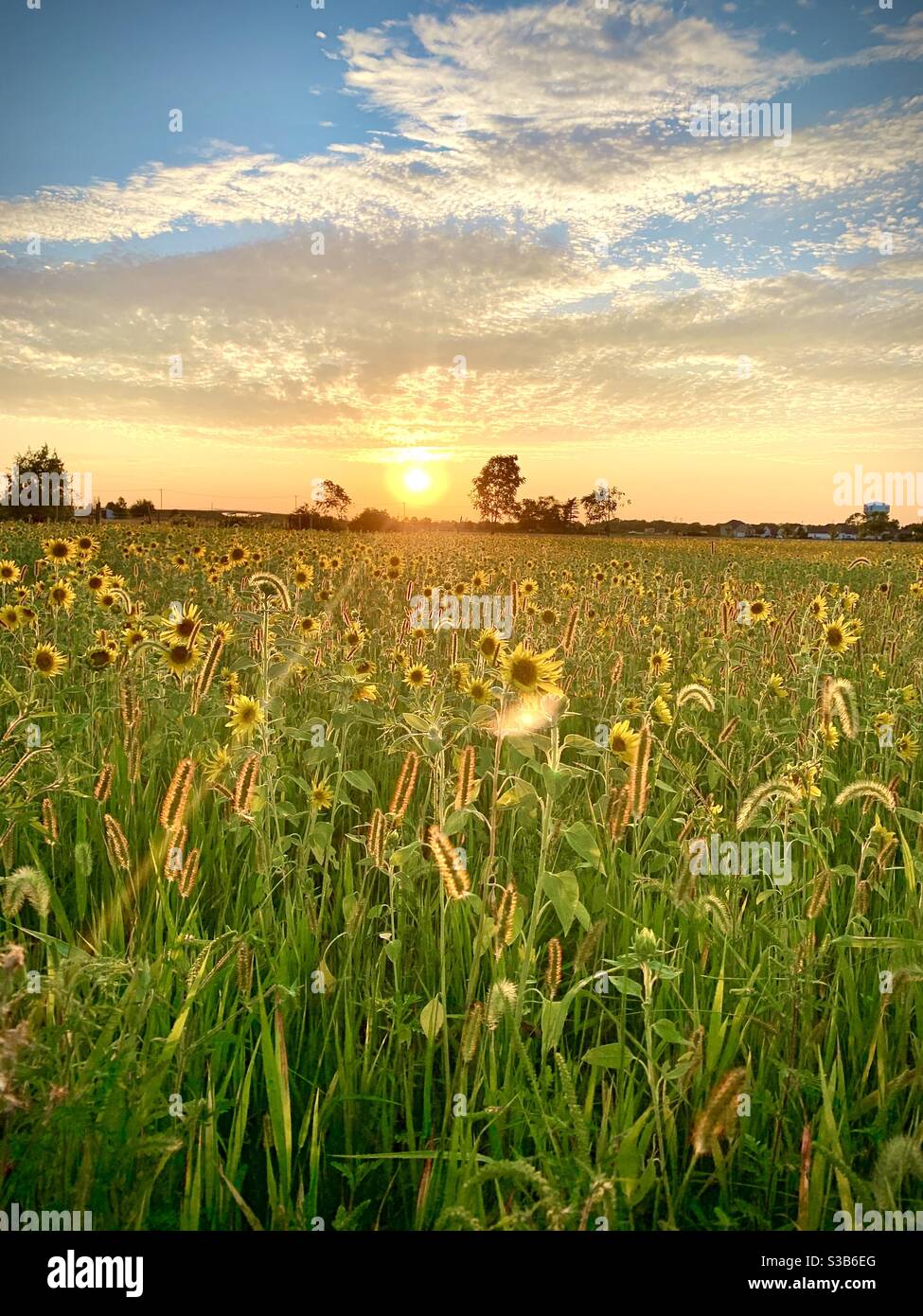 Sunflower field at golden hour hi-res stock photography and images - Alamy