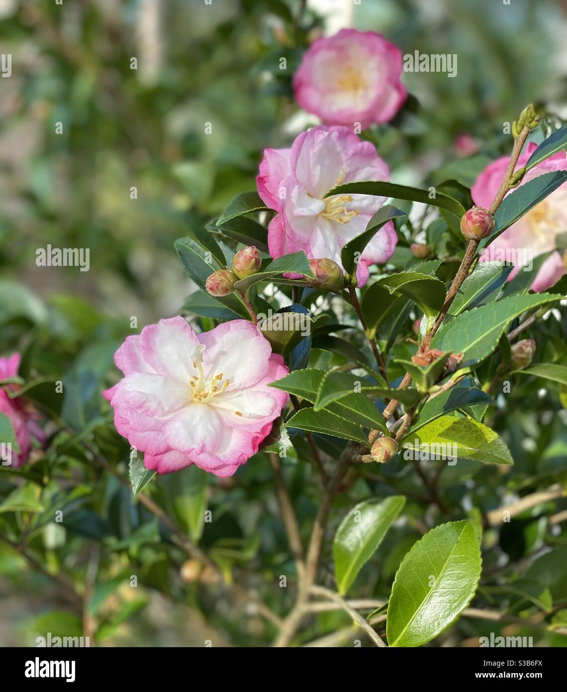 Pink and white camellias in bloom Stock Photo
