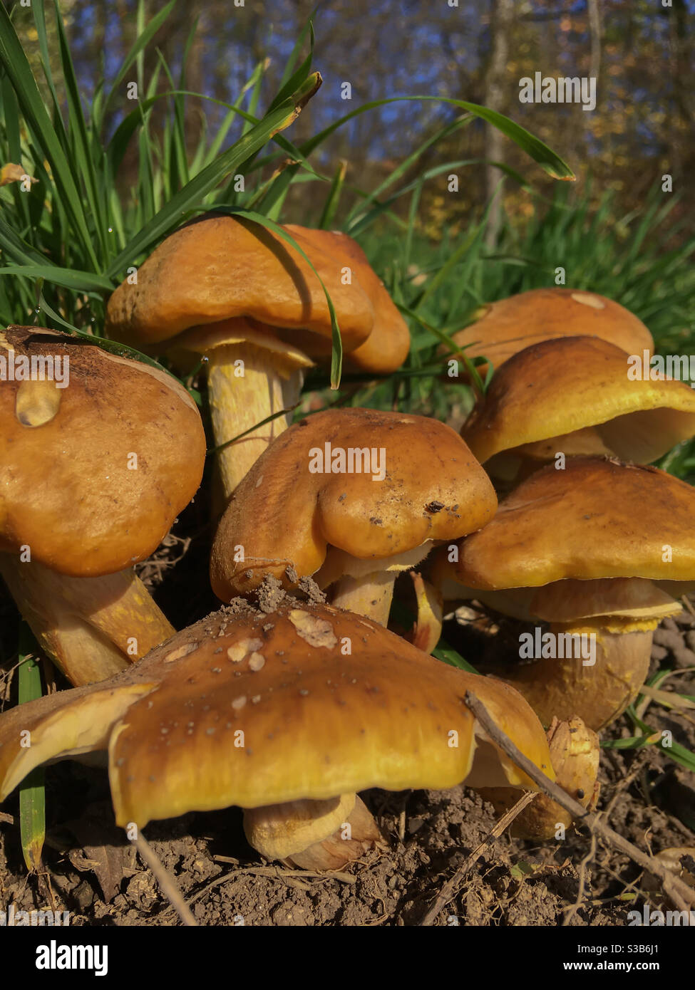 wax cap mushrooms in the meadow - Smartphone Captured Stock Image