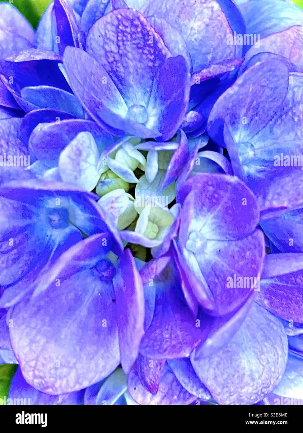 Mop head hydrangeas hires stock photography and images Alamy