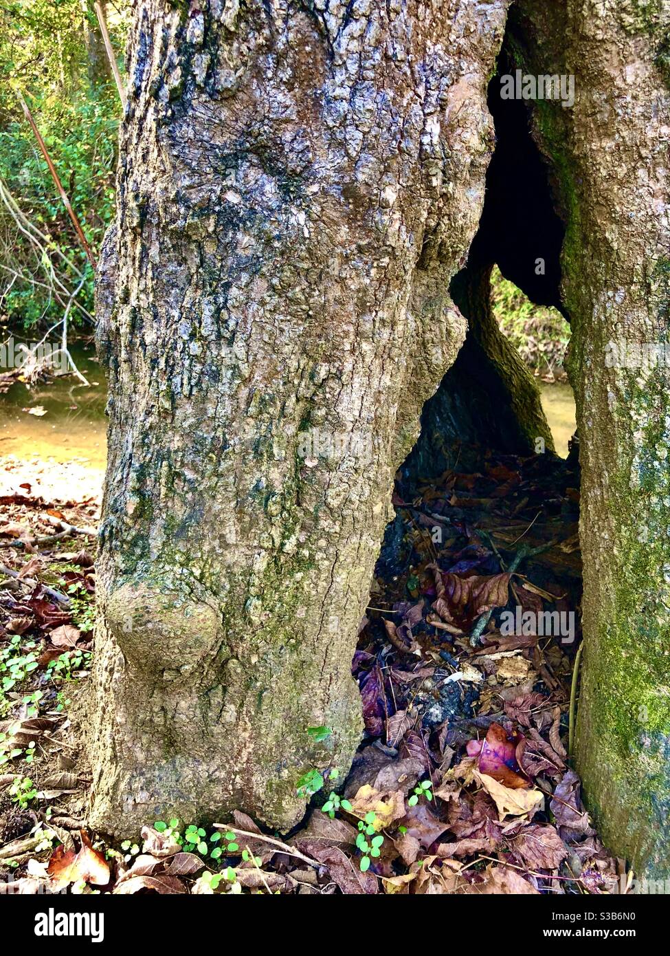 Hollow tree Stock Photo Alamy