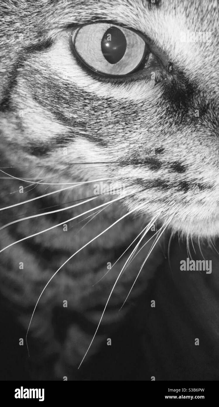 Cats Eye View Stock Photo Alamy