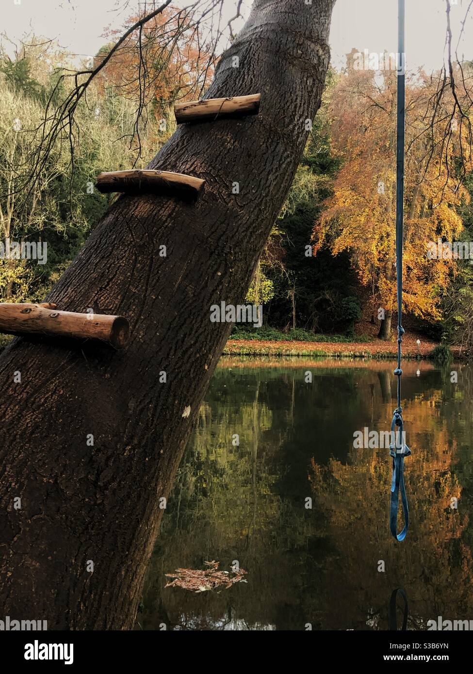 Climbing tree and rope swing by River Thames at Maidenhead during Autumn 2020 Covid lockdown. Stock Photo