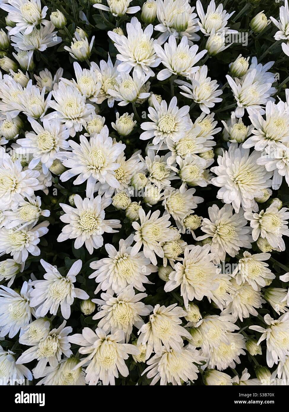 White margaritas flowers Stock Photo Alamy