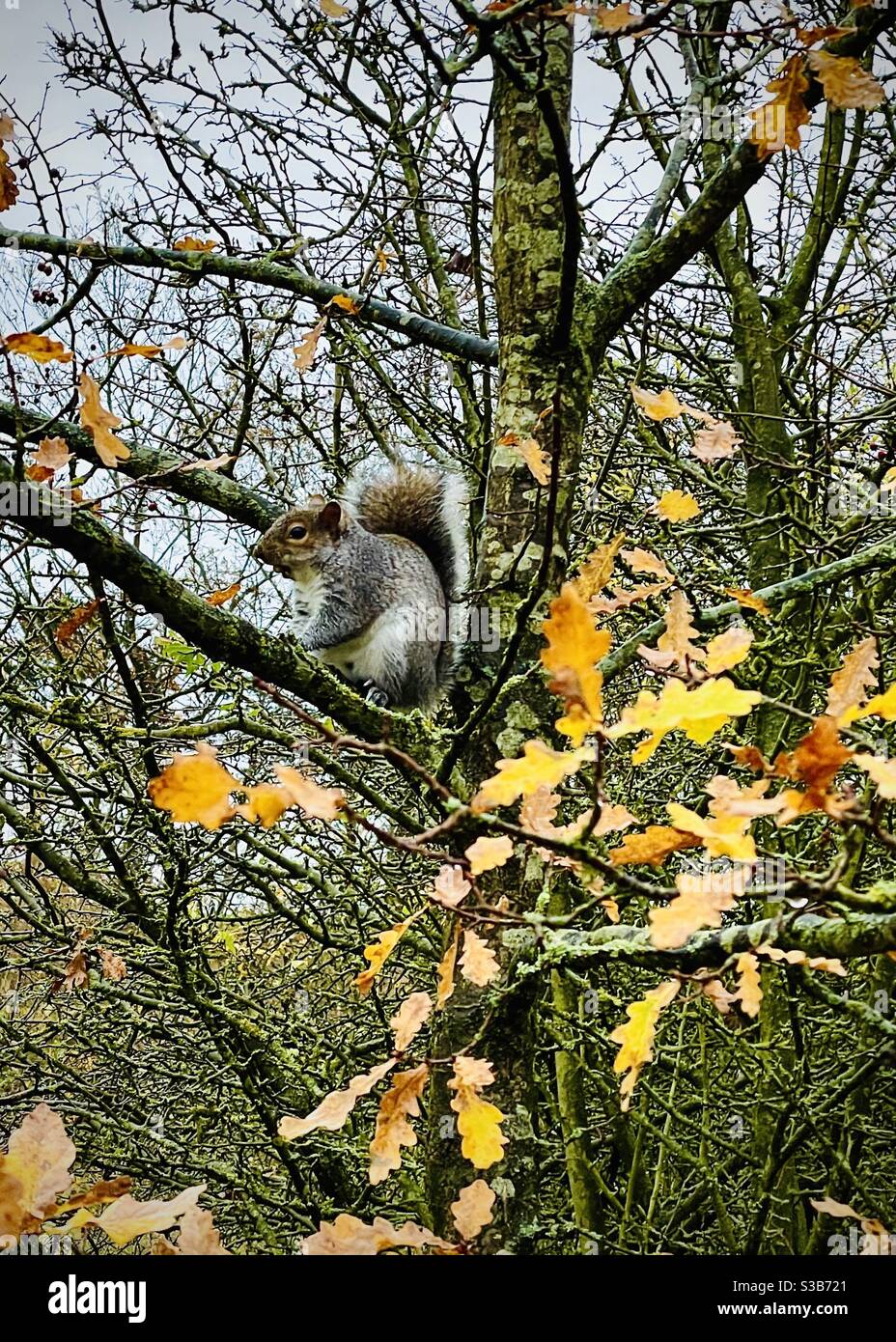 Grey squirrel in winter autumn trees - Smartphone Captured Stock Image