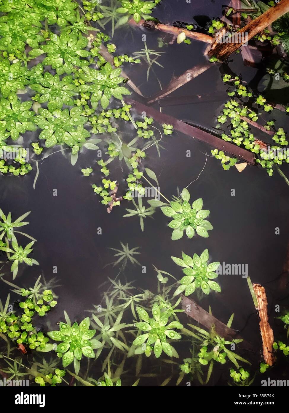 Pond life plants in dark water Stock Photo Alamy