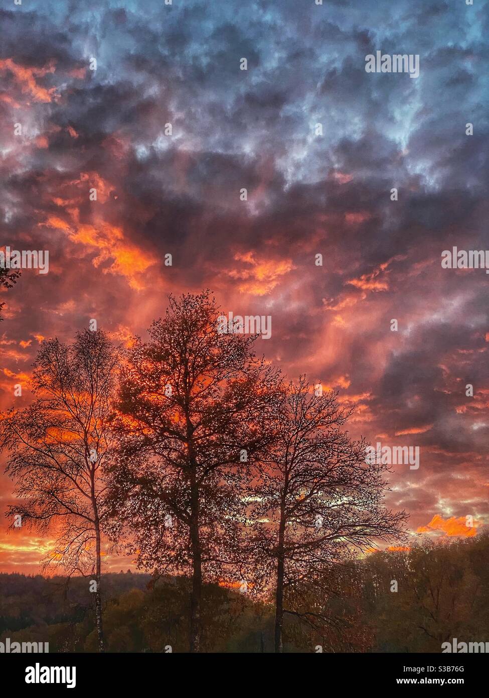Trees red sky hi-res stock photography and images - Alamy
