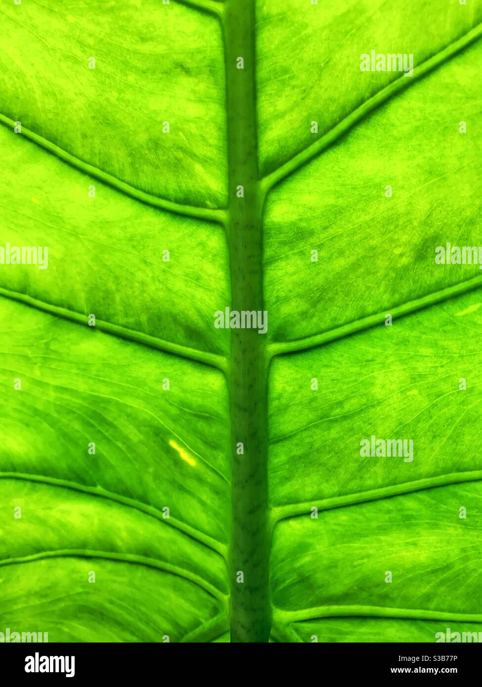 Underside of the Elephant Ear leaf.  Alocasia Zebrina exotic tropical plant. - Smartphone Captured Stock Image
