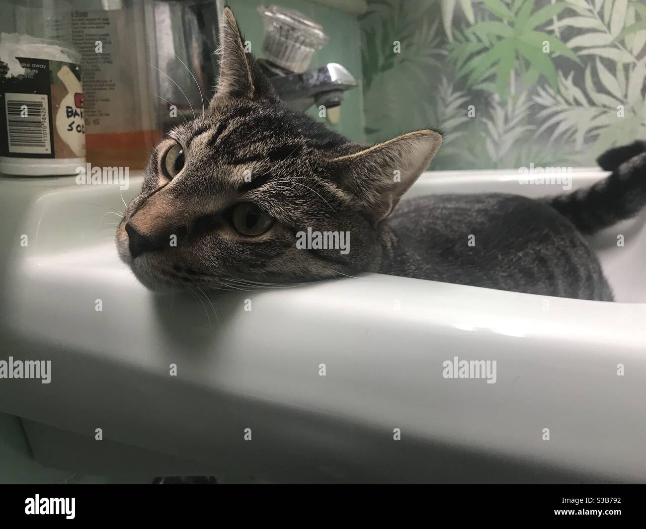 Cat in a sink hi-res stock photography and images - Alamy