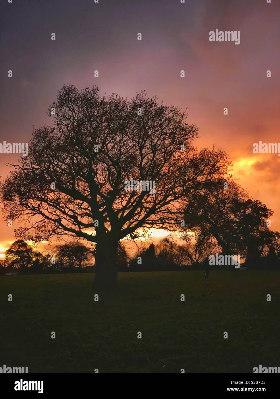 Autumn sunset with tree silhouettes Stock Photo