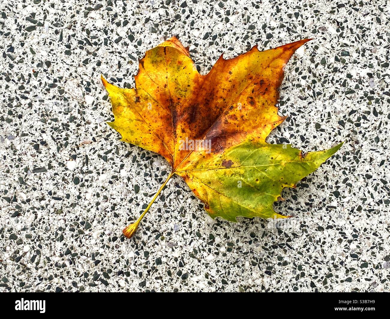 Dead leaf resting on the specked pattern of a patio slab Stock Photo
