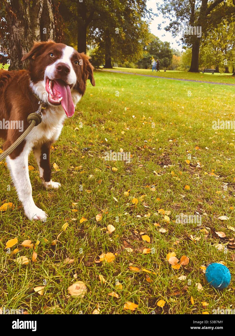 Can You Let Dogs Off The Lead