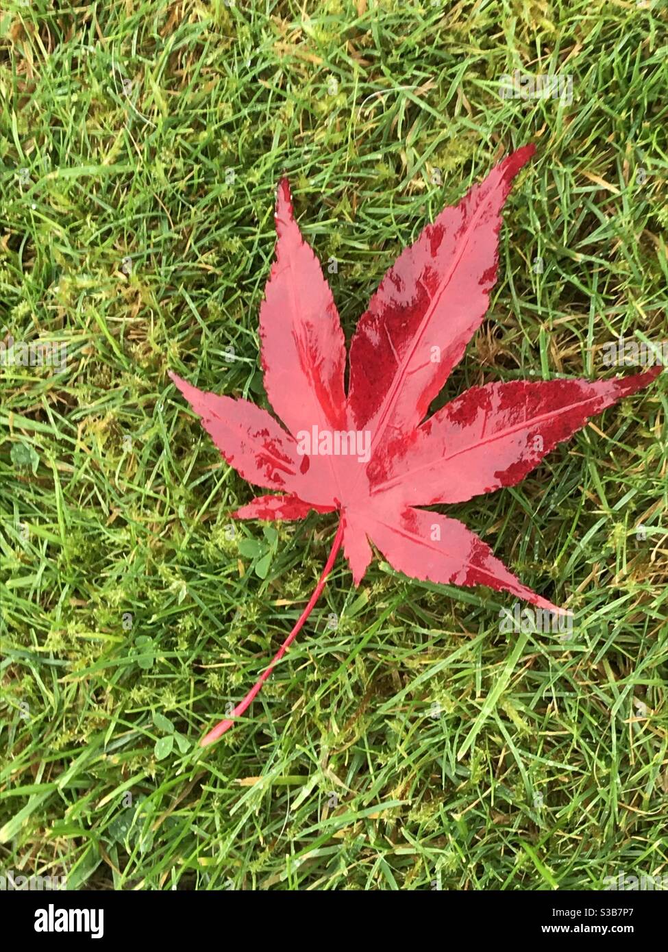 Fallen Japanese Maple leaf on grass - Smartphone Captured Stock Image