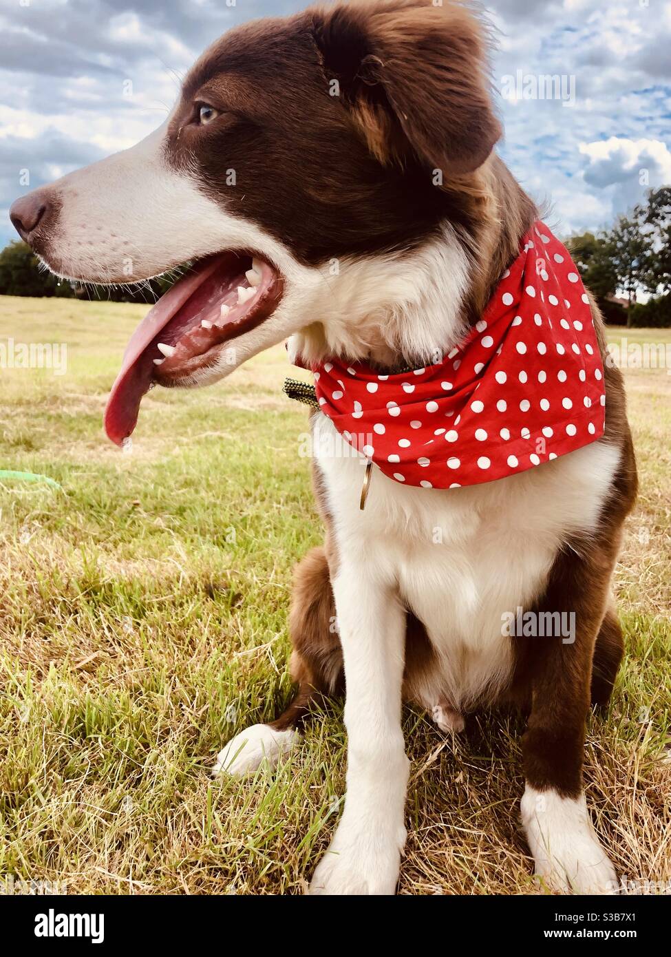 Border collie dog in red bandana in a field Stock Photo