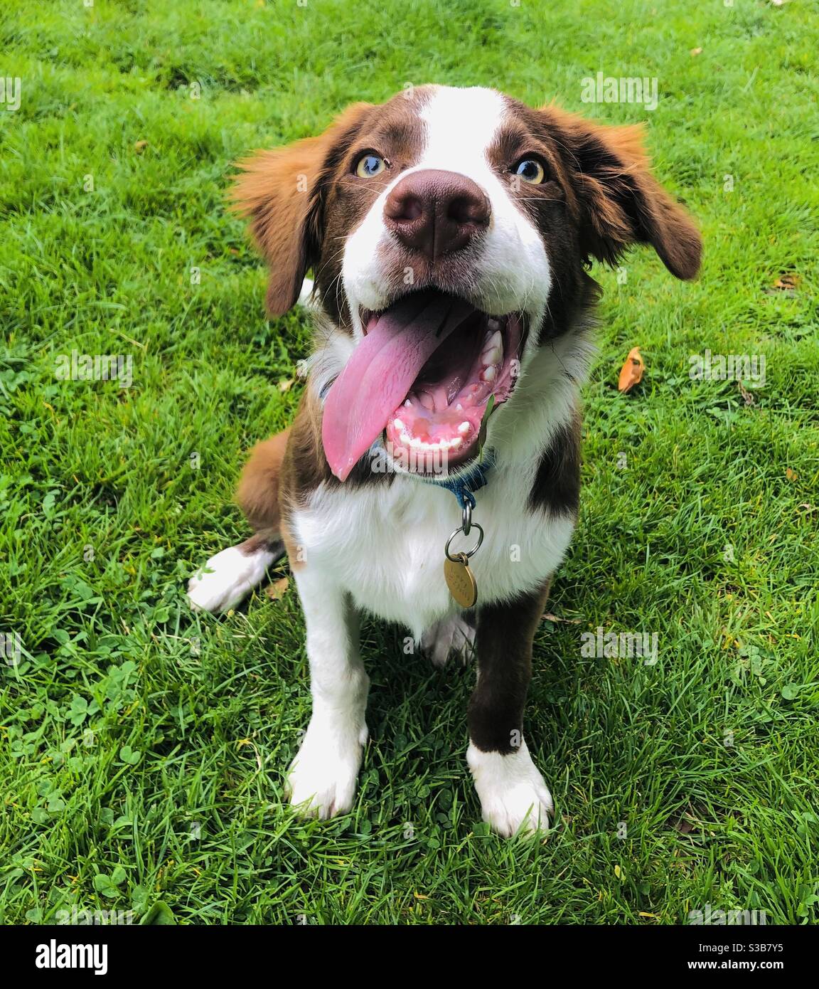 Border Collie Puppy sat on a field Stock Photo