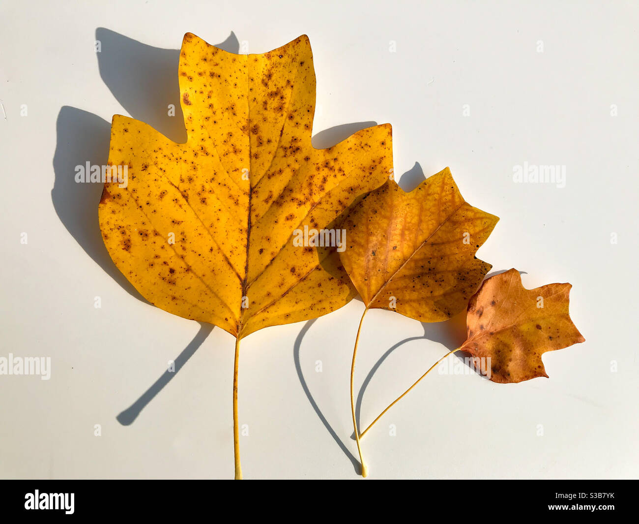 Three yellow tulip tree leaves, one small leader,one medium and one large on white background Stock Photo