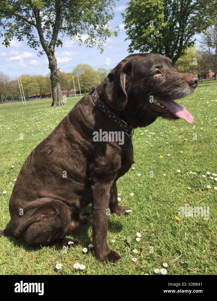 Chocolate Labrador dog sitting in the sun in a field surrounded by Daisy’s Stock Photo