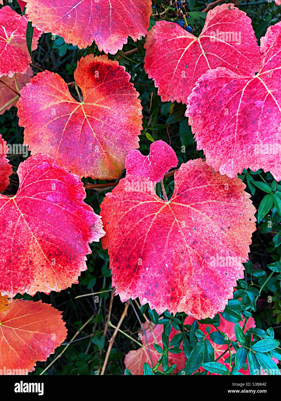 Grape leaves showing red fall color - Smartphone Captured Stock Image